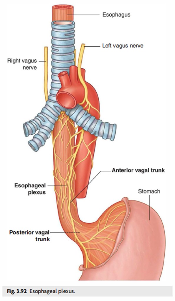 Histology Of The Esophagus And Stomach